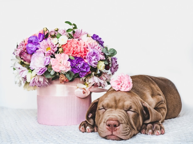 Encantador e adorável cachorrinho de cor marrom. close-up, interior. luz do dia. conceito de cuidado, educação, treinamento de obediência, criação de animais de estimação