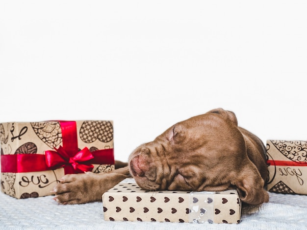 Encantador e adorável cachorrinho de cor marrom.