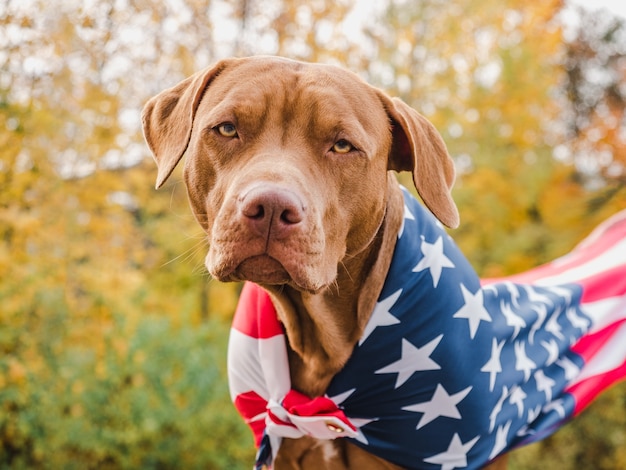 Encantador e adorável cachorrinho de cor marrom.