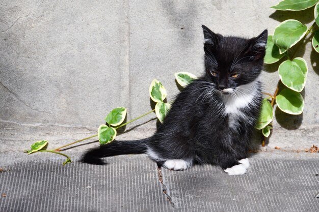 Encantador gatito esponjoso juega en el patio de una casa de pueblo