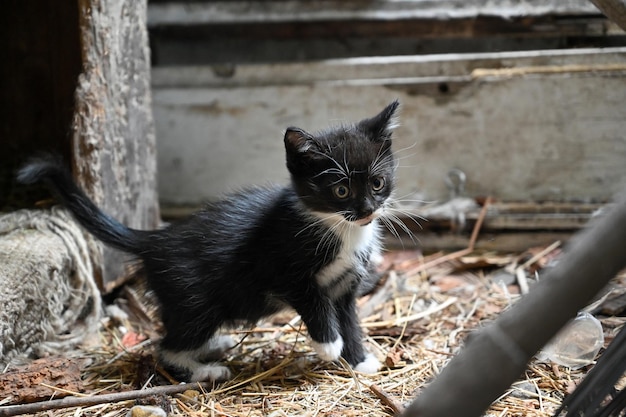 Encantador gatito esponjoso juega en el patio de una casa de pueblo