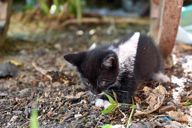 Encantador gatito esponjoso juega en el patio de una casa de pueblo