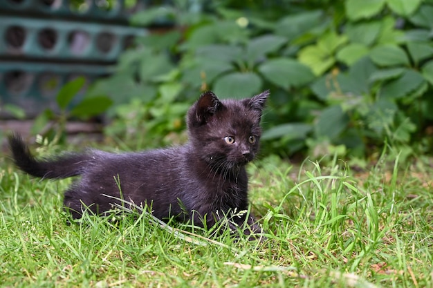 Encantador gatito esponjoso juega en el patio de una casa de pueblo