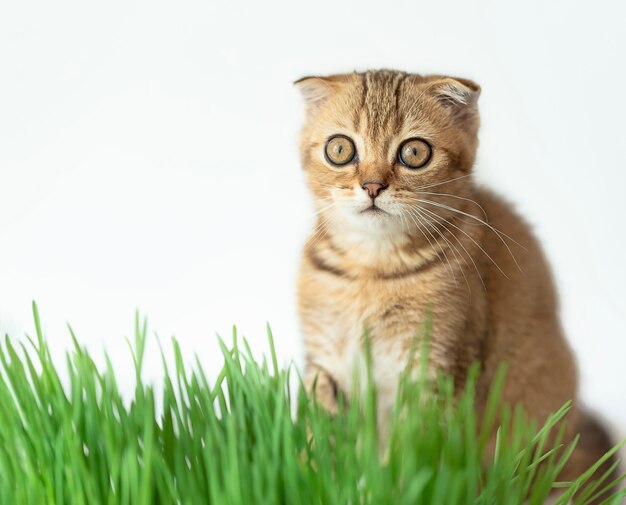 Un encantador gatito está sentado junto a una hierba verde fresca.