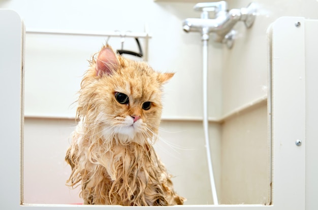 Foto encantador gato en el baño para bañar animales con piel mojada.