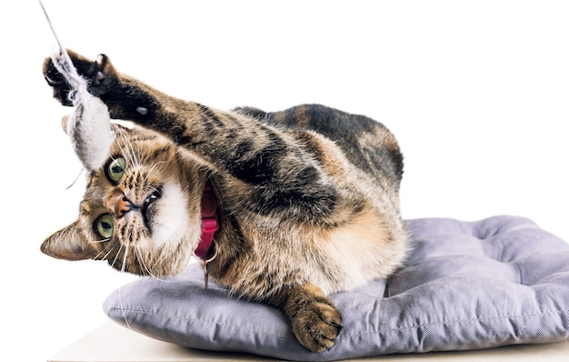 El encantador gato de Bengala se acuesta sobre una almohada suave y juega con un ratón de juguete.