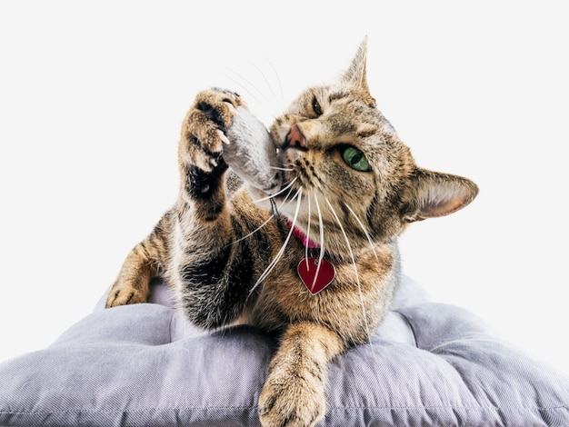 El encantador gato de Bengala se acuesta sobre una almohada suave y juega con un ratón de juguete.