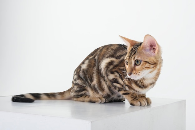 encantador gato bengalí posando en un estudio fotográfico