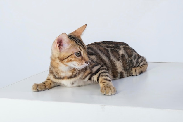 encantador gato bengalí posando en un estudio fotográfico