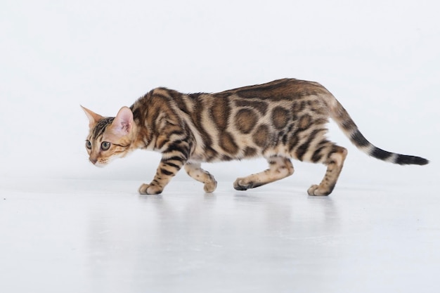 encantador gato bengalí posando en un estudio fotográfico