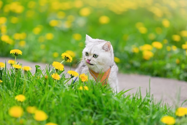 Un encantador gato blanco se sienta en la primavera en la hierba con dientes de león amarillos