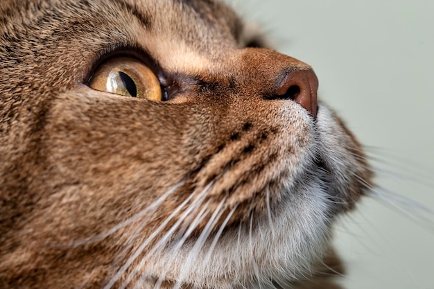 Encantador gato británico de pelo corto de perfil mirando ingenuamente hacia un fondo borroso