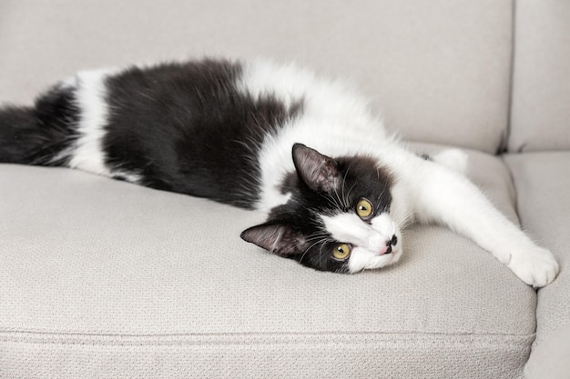 Encantador gato esponjoso relajándose en el sofá del salón