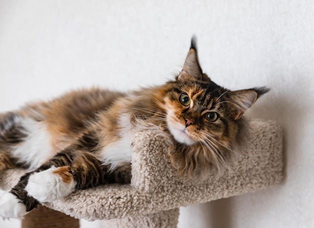 Encantador gato Maine Coon mirando a la cámara en el árbol del gato cerca de la pared de luz