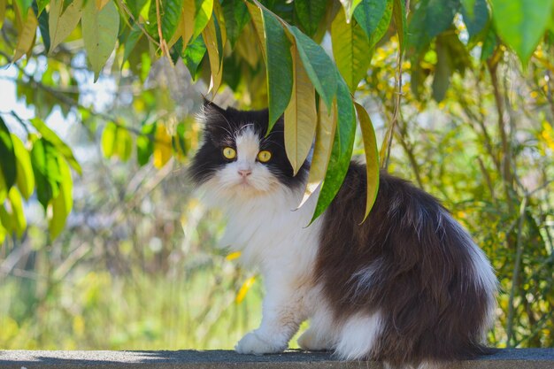 Foto encantador gato de pelo largo persa blanco y negro sentado en la pared en el jardín con hojas verdes de fondo