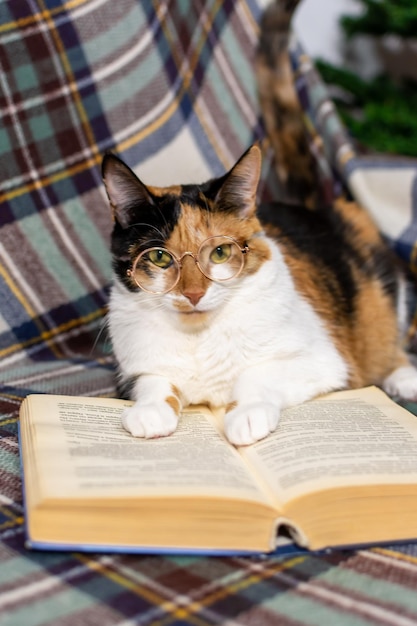 Foto un encantador gato tricolor con gafas está leyendo un libro en el sofá.