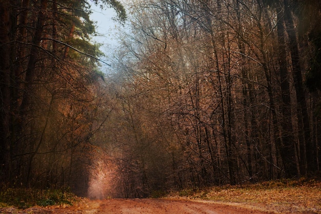 Encantador otoño de ensueño bosque estacional brumoso Paisaje de bosque otoñal de fantasía