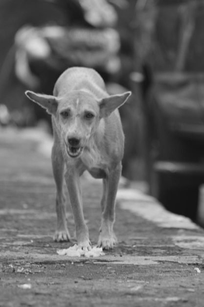 Encantador perro blanco y negro con una expresión de cara triste