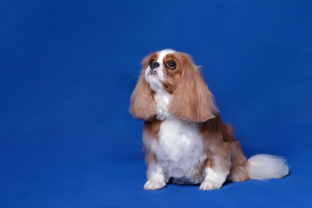 El encantador perro Cavalier King Charles Spaniel se sienta frente a un fondo azul