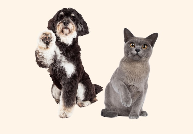 El encantador perro y el gato sentados juntos contra un fondo claro parecen felices