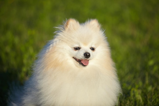 Encantador perro joven Spitz de color blanco en un clima soleado sobre hierba verde