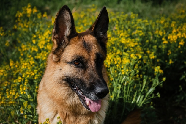 Encantador perro pura sangre en campo amarillo floreciente en flores en verano o finales de primavera Hermoso pastor alemán negro y rojo se sienta en el campo de colza y sonríe Retrato de primer plano de vista superior