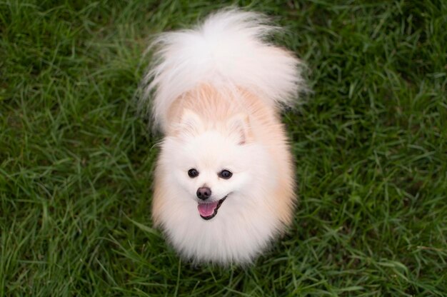 Encantador perro de raza Pomerania paseando por la pradera de verano en un día soleado Pomerania de pie en medio de un campo de hierba leal, juguetón e inteligente Concepto de mascotas favoritas