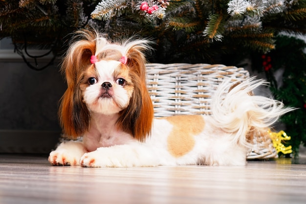 El encantador perro Shitsu con un hermoso peinado yace en el fondo del árbol de Navidad.