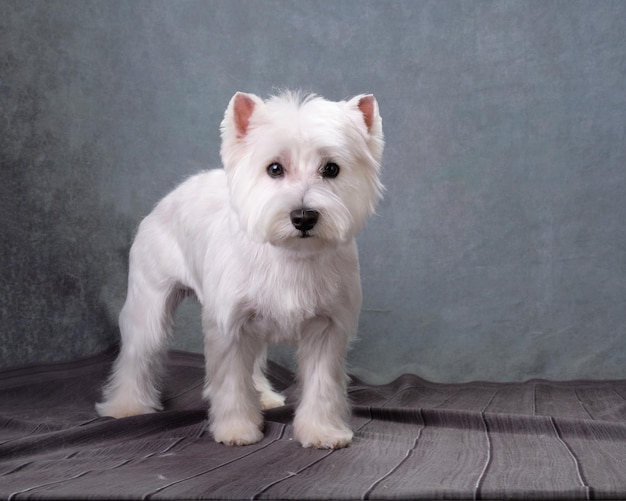 Encantador West Highland White Terrier después del aseo