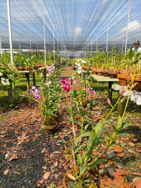 La encantadora diversidad de orquídeas La armonía de las flores púrpuras y blancas en las plantaciones de orquíceas