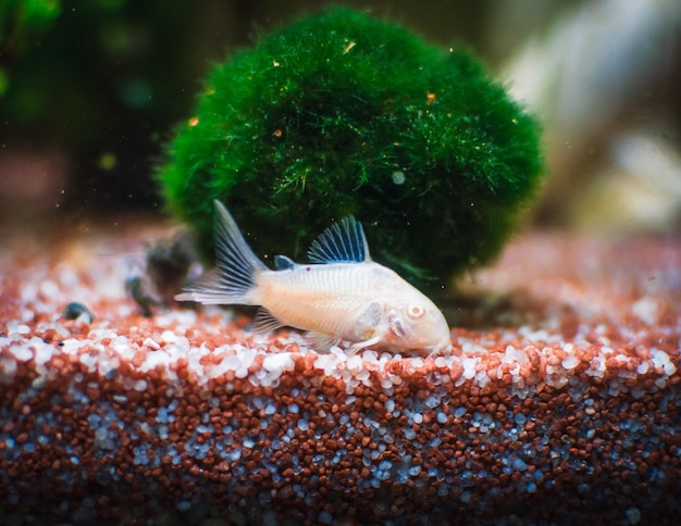 Encantadora familia de corydoras en acuario mu