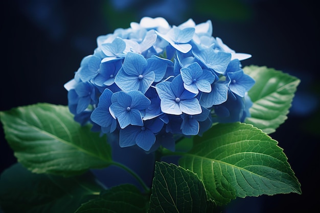 La encantadora flor de hortensia azul