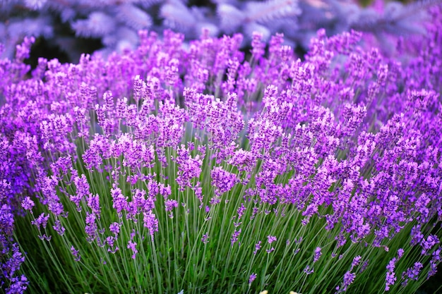 Encantadora fuga do quintal Uma sinfonia de flores de lavanda