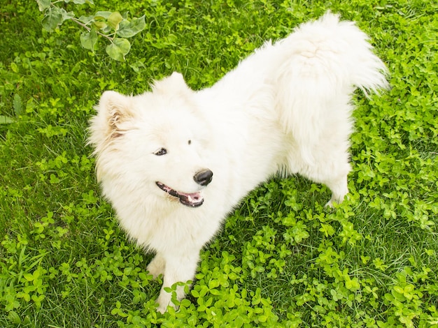 Encantadora mascota Perro blanco esponjoso juega en la hierba Perro de pura raza pura sangre