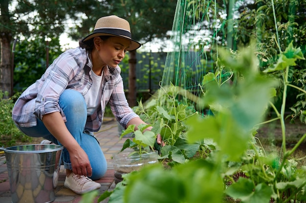 Encantadora mulher multiétnica agricultora jardineira amadora colhendo pepinos maduros cultivados em sua fazenda ecológica familiar