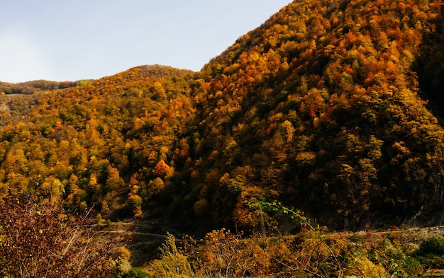 Encantadora naturaleza mágica, laderas de montañas y colinas cubiertas de árboles amarillos, naturaleza otoñal