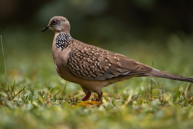 Encantadora paloma manchada o spilopelia chinensis o paloma de cuello perlado en tierra