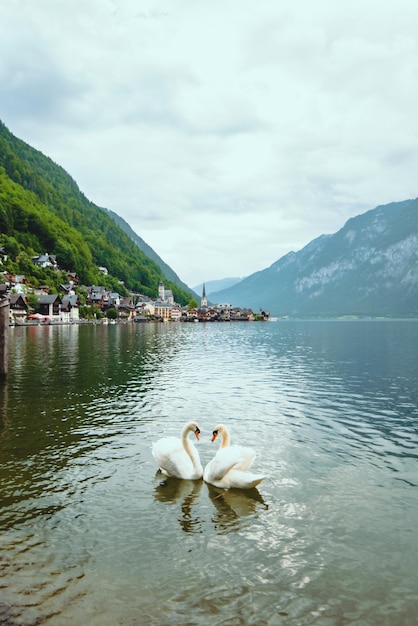 Encantadora pareja de cisnes en la ciudad del lago hallstatt en el fondo de austria