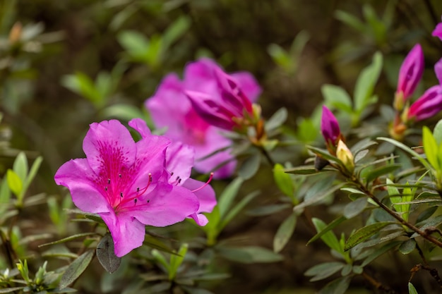 Encantadora Rosa Rhododendron Simsii Bloom