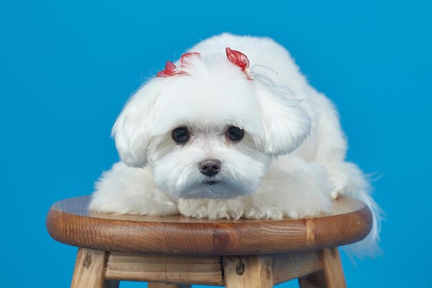 Encantadora sesión de fotos de perrito faldero maltés en el estudio con un fondo azul