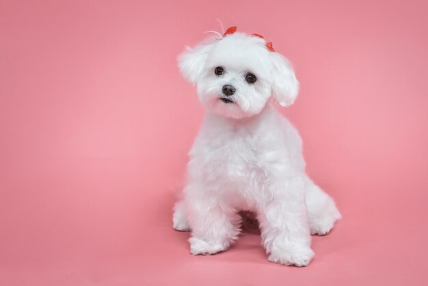 Foto encantadora sesión de fotos de perrito faldero maltés en el estudio sobre un fondo rosa