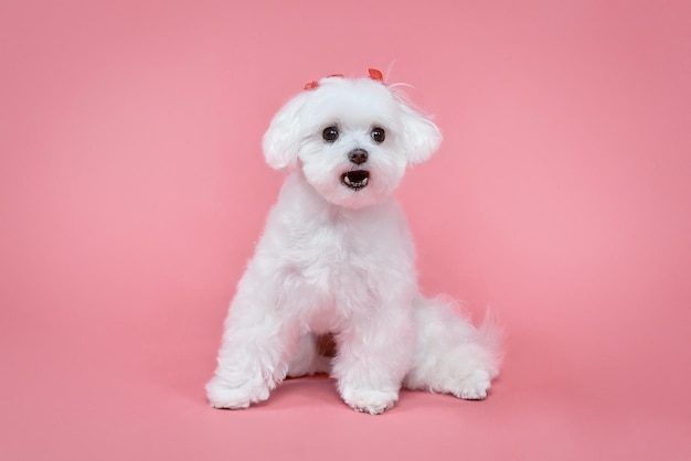 Encantadora sesión de fotos de perrito faldero maltés en el estudio sobre un fondo rosa