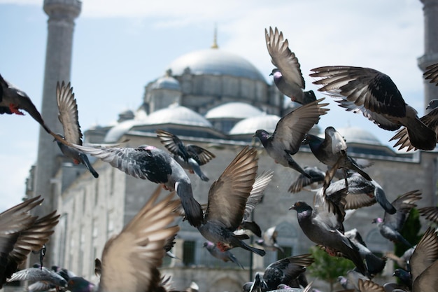 Encantadoras aves de palomas salvajes viven en un entorno urbano