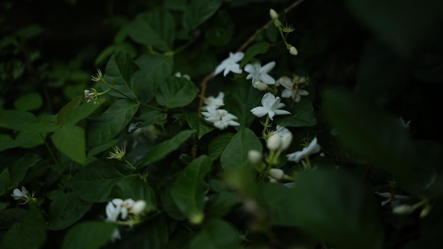 Foto encantadoras flores de jasmim em foco suave