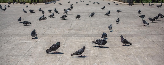 Las encantadoras palomas de la ciudad viven en un entorno urbano.