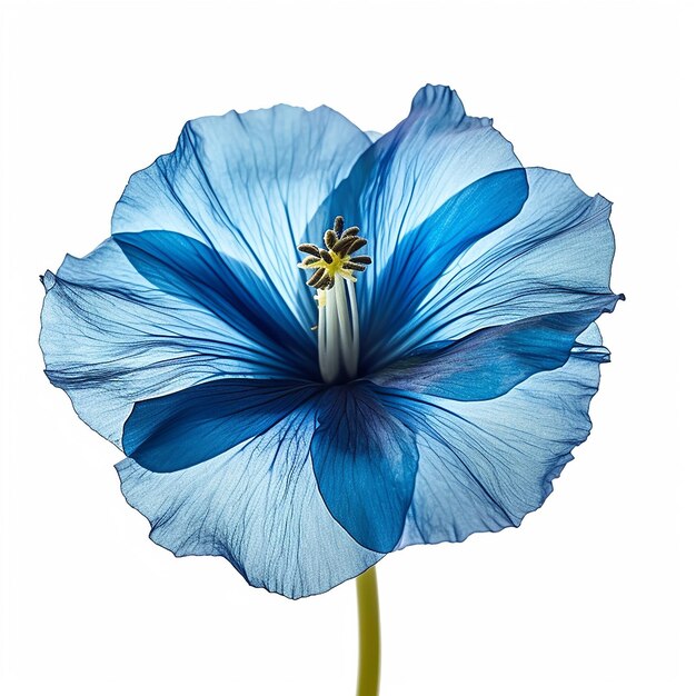 El encanto elevado mini flor azul aislada en blanco