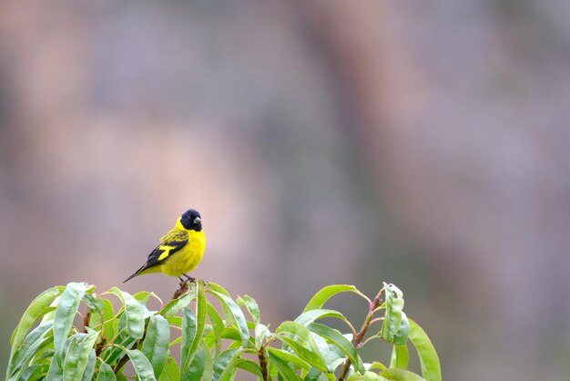 Encapuchado Siskin Spinus magellanica encaramado en la copa de un árbol