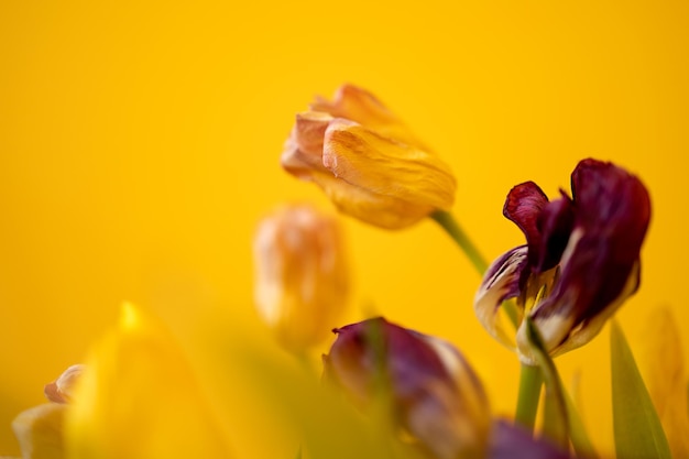 Encerramento da flor de tulpan desvanecendo-se contra o fundo amarelo