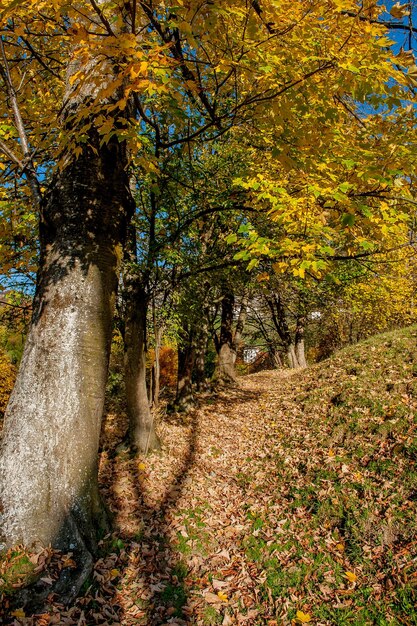 Enchanted Forest