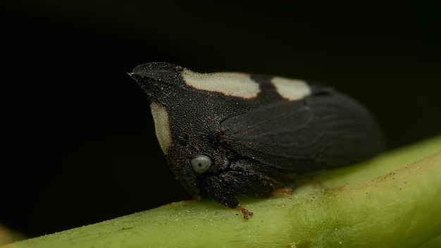 Enchenopa empoleirado em um galho verde